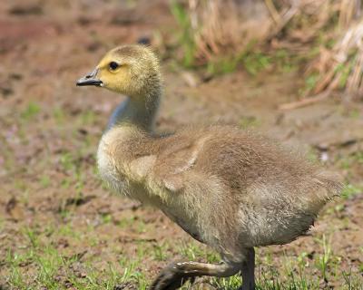 Gosling