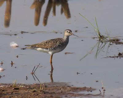 Lesser Yellowlegs