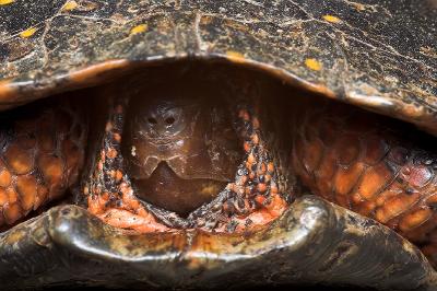 Peeking Turtle