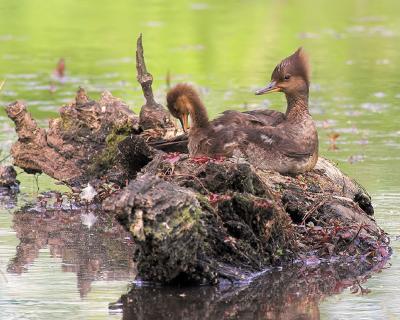 Mergansers