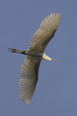 Under Egret