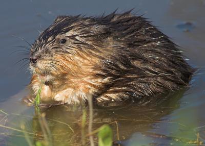 Muskrat