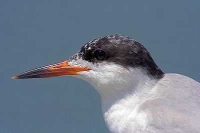 Tern Profile