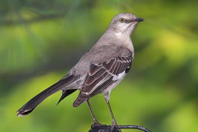 Mockingbird