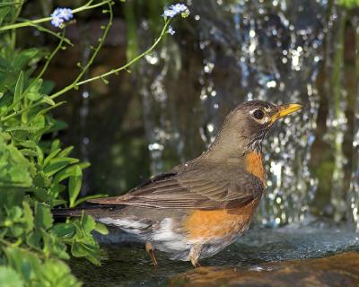 Robin taking a bath