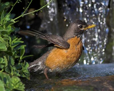 Robin Bath