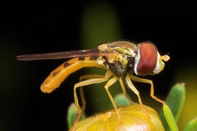 Hoverfly Posing