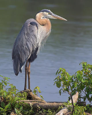 Blue Heron