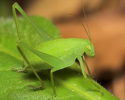 Grasshopper or Katydid?