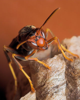 Wasp on Alert