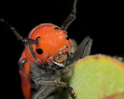 Milkweed Bug