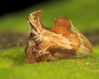 Tree Hopper or Tiny Dinosaur?