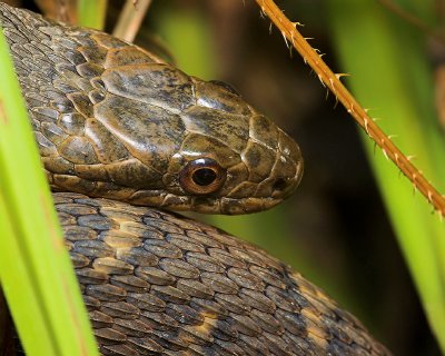 Northern Water Snake