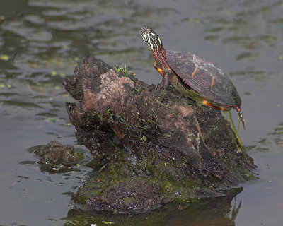 Turtle Posing