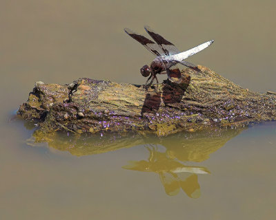 Dragonfly Reflects