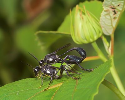Wasps Mating