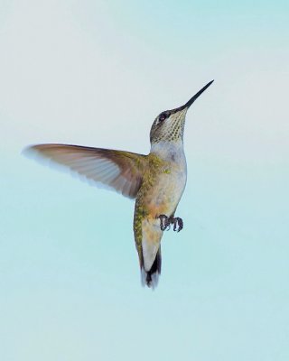 First Hummingbird