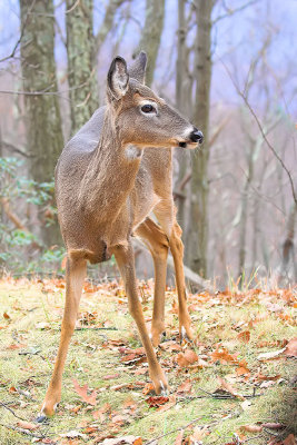 Curious Deer