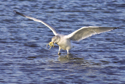 Seagull's Catch