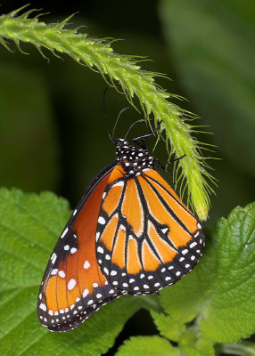 Posing Butterfly