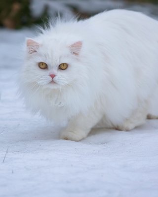 Snow Cat?