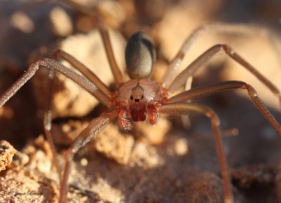 Texas Recluse Spider - Loxosceles devia