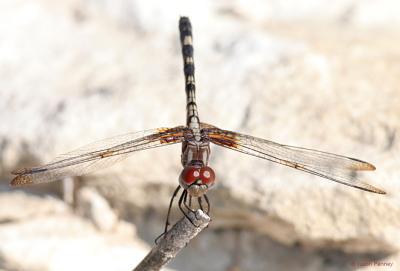 Checkered Setwing - (Dythemis fugax)