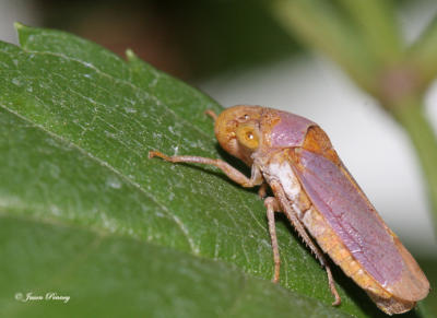 Broad-Headed Sharpshooter (leafhopper)