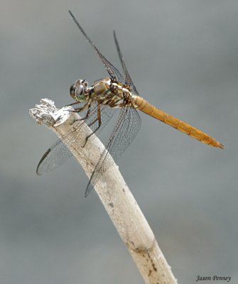 Roseate Skimmer