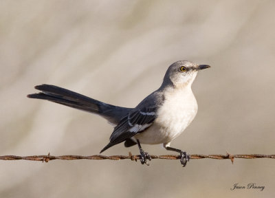 Mockingbird - The Texas State Bird