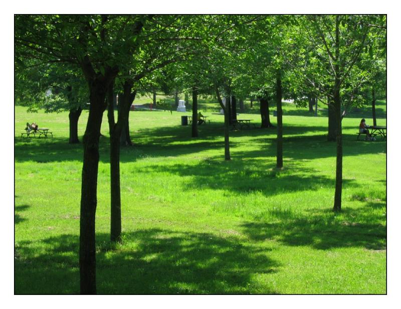 Shades of Green