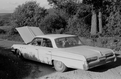 goats-in-car2.jpg