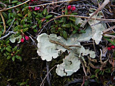 lichen - with Alpine Azalea