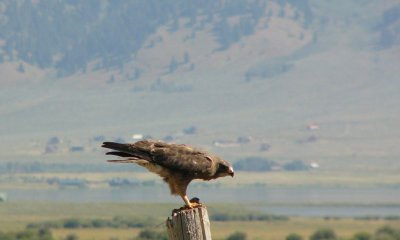 P1020731-hawk.JPG