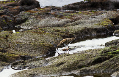 Ruddy Turnstone