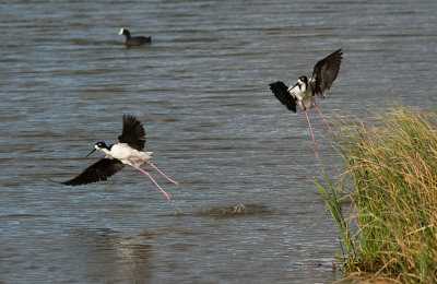 Black-necked Stilts and Hawaiian Coot (`alae ke `oke`o)