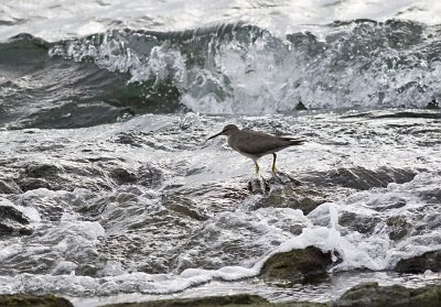 Wandering Tattler