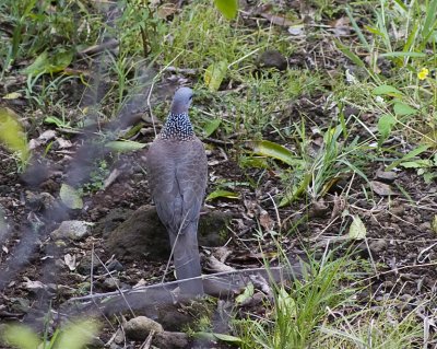 Spotted Dove