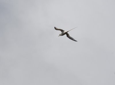 White-tailed tropicbird - Koa'e Kea