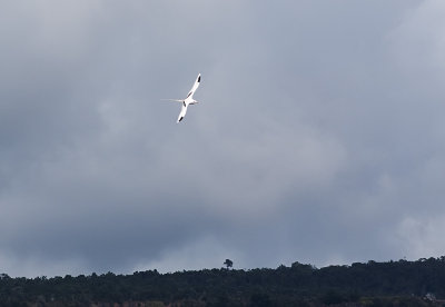 White-tailed tropicbird - Koa'e Kea