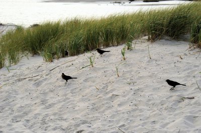 Pawleys Island, SC, 2011