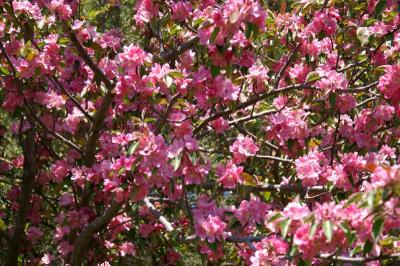 Crabapple Blossoms.jpg