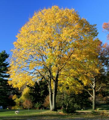 Mount Auburn Cemetery in November '05