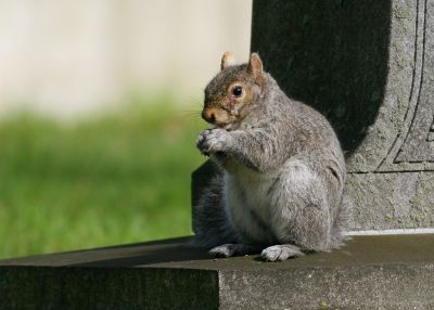 Mt. Auburn Cemetery