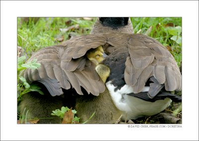 img_5384pb.jpg