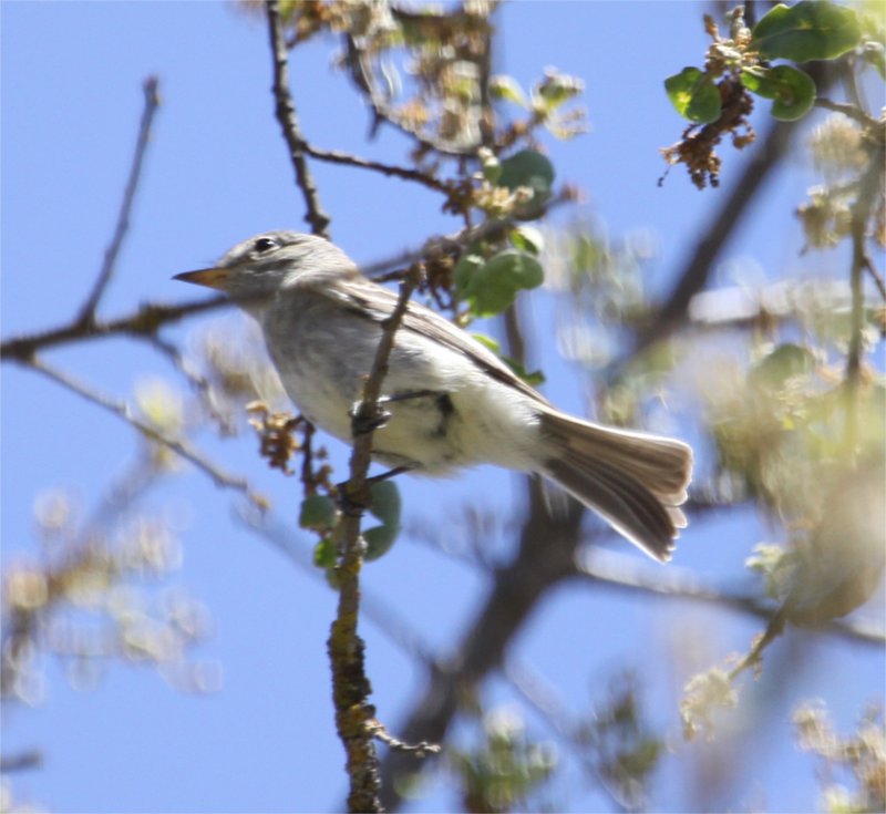 Gray Flycatcher