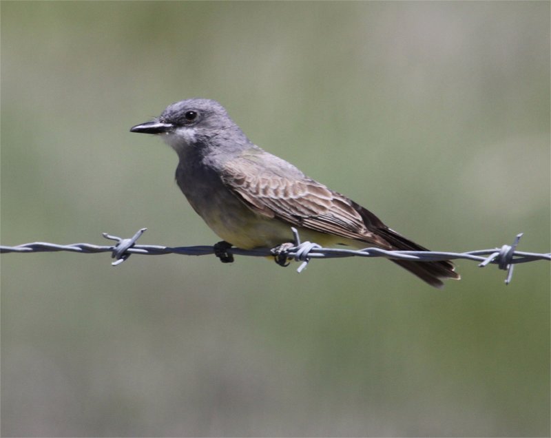 Cassin's Kingbird