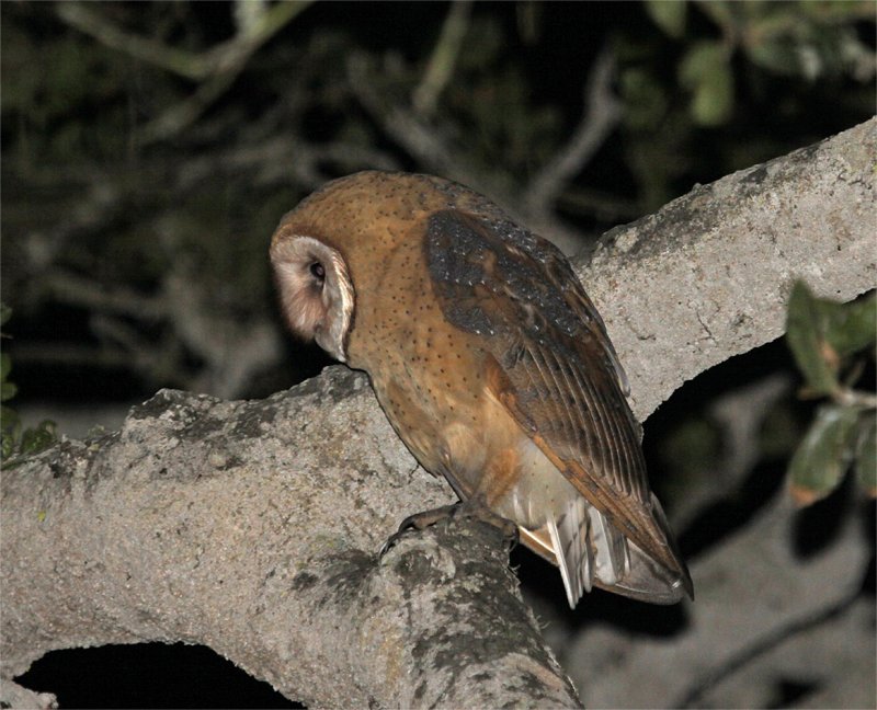 Barn Owl - Female