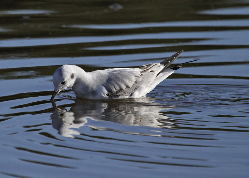 Bonaparte's Gull