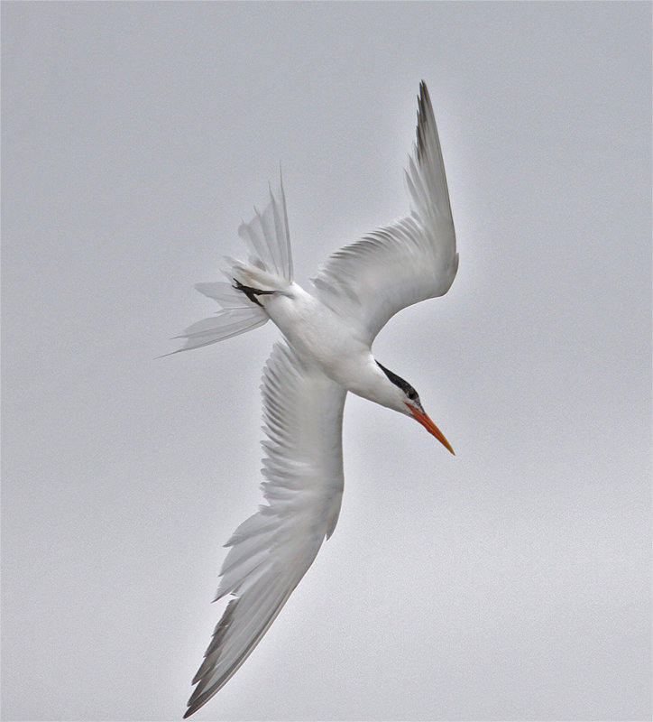 Elegant Tern